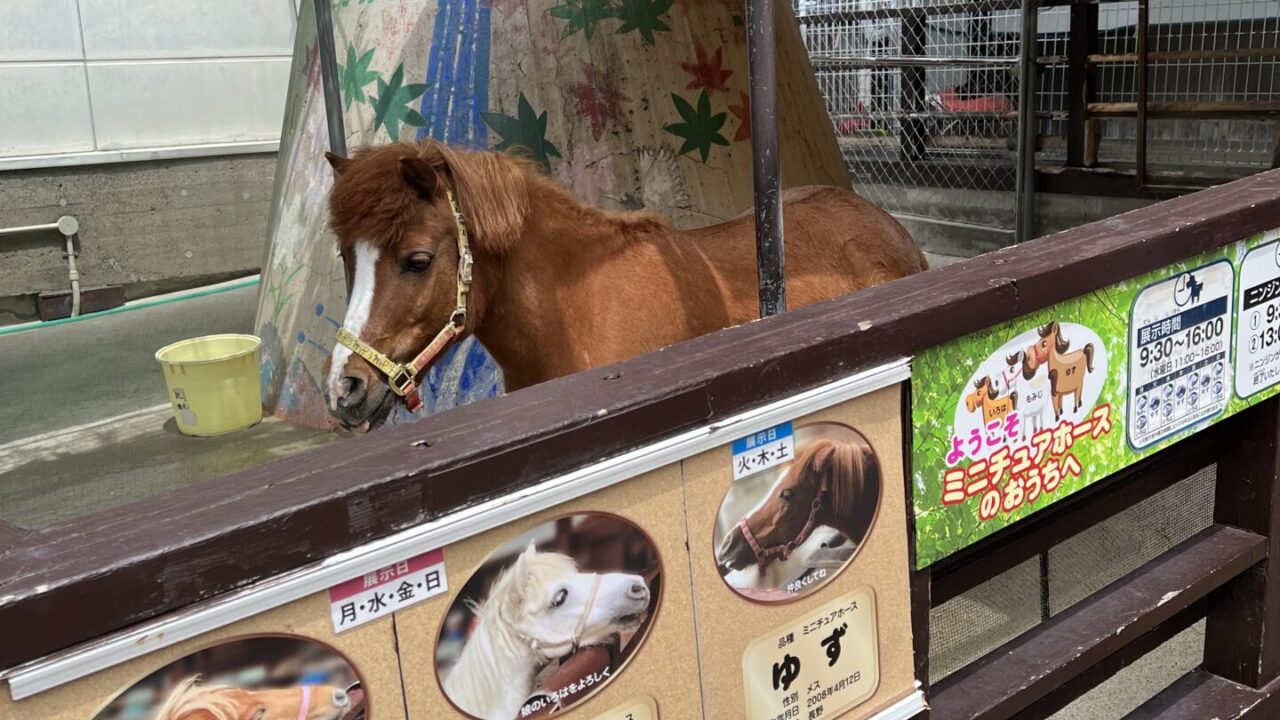 馬の写真